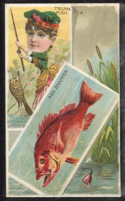 N108 Trunk Fish, Red Snapper.jpg